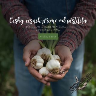 Na našem poli se česnek rodí z české půdy, poctivou prací a s láskou ke každé hlavičce. Žádné dovozové kompromisy – jen...